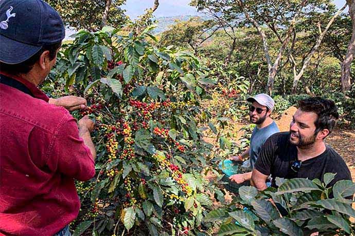 Three men harvesting coffee beans.