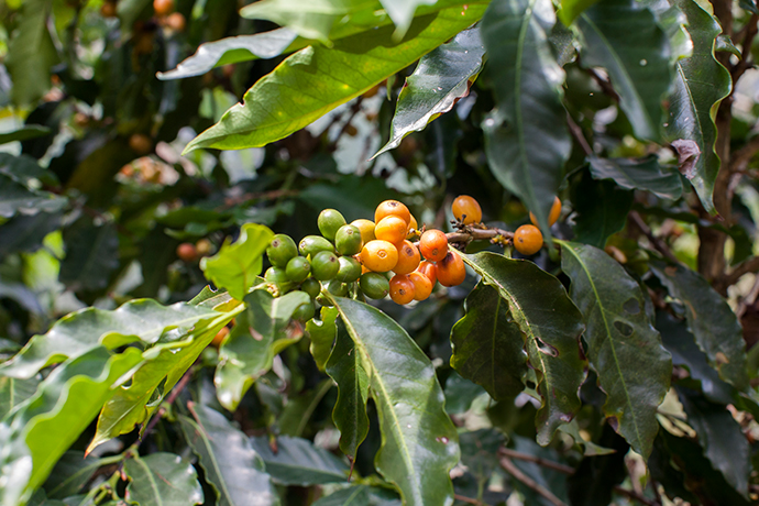 Coffee cherries ripening on a branch.